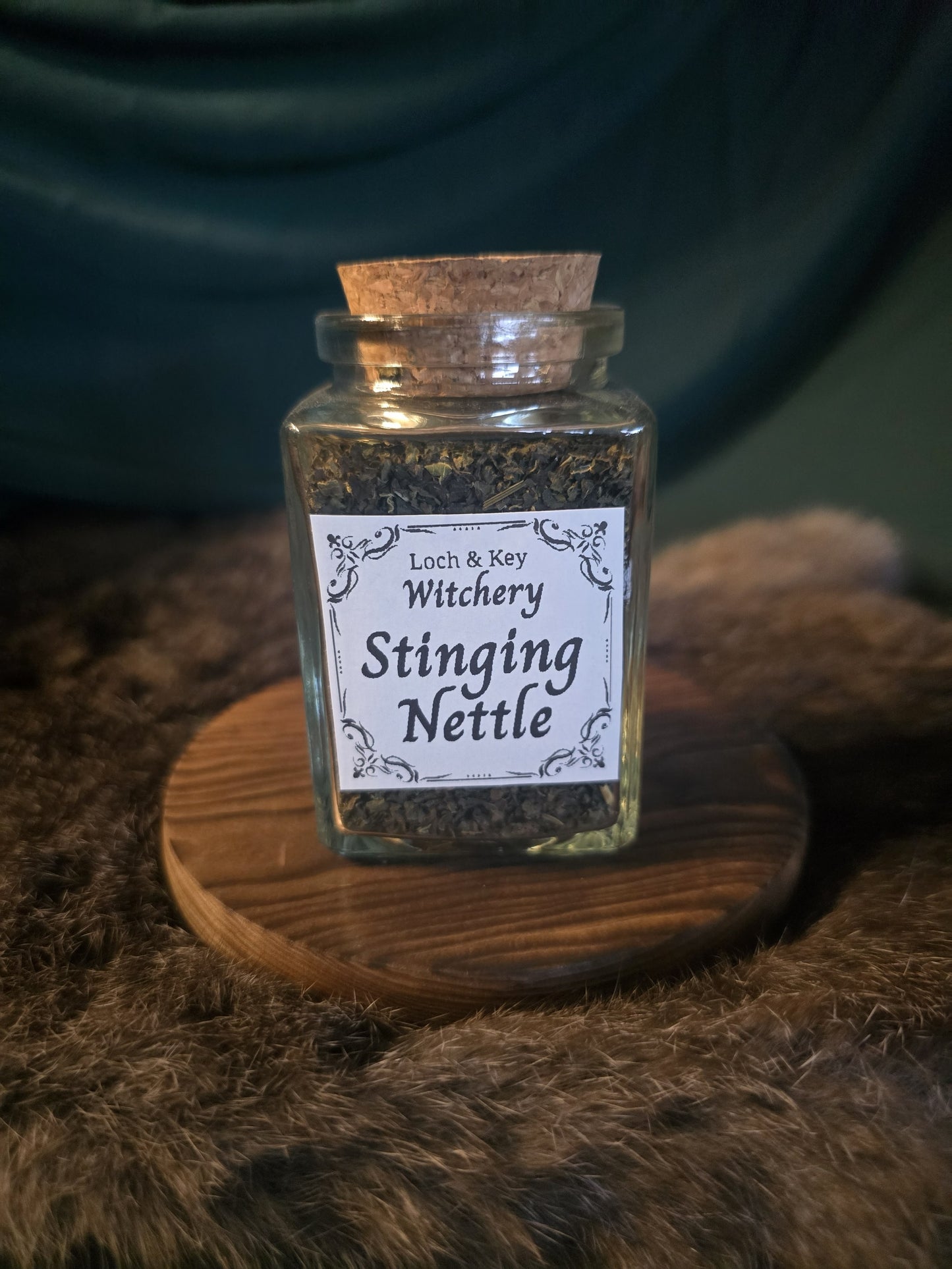 Stinging Nettle (Urtica dioica)